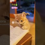 妖怪をペットにしたら？【化けねこ】#shorts