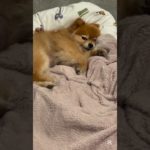 今日のモカちゃん #ペット  #犬 #癒し #ポメラニアン #犬のいる暮らし #shorts #short