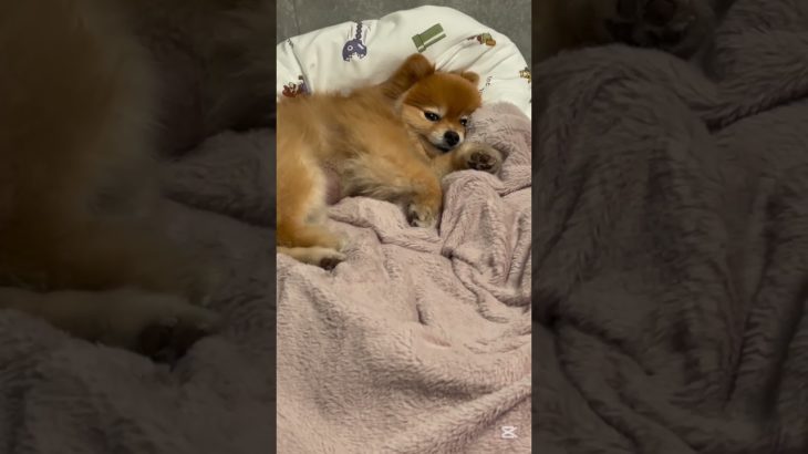 今日のモカちゃん #ペット  #犬 #癒し #ポメラニアン #犬のいる暮らし #shorts #short