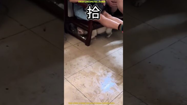 信じられないくらい賢い犬がペットボトルを集める #shorttovideo