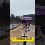 #shortvideo #柴犬 #ペットカート #shepherdmix #shirakawago