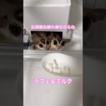 お掃除お疲れ様なのらね #フクロモモンガ  #sugarglider  #ペット #ペット動画  #可愛い  #かわいい  #cute