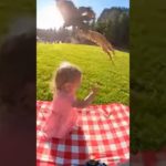 the eagle got her pet cat #animalrescue #shorts