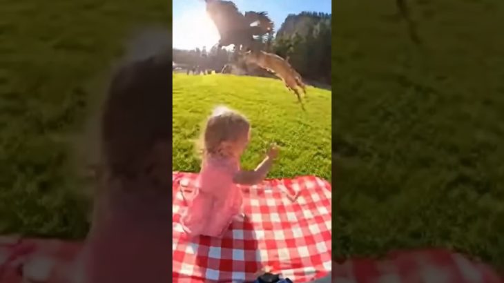 the eagle got her pet cat #animalrescue #shorts