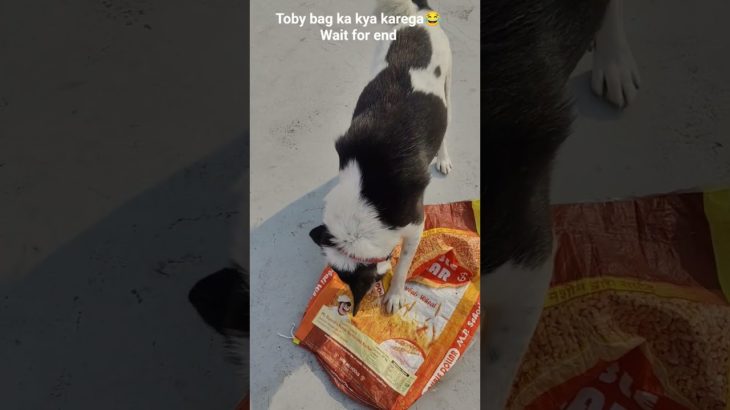 toby bag ka kya karga😂😂😂#pet#funny #trending #shortsfeed #viral#youtubeshorts