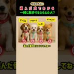 犬占い🐶選んだ犬で“運勢”がわかる