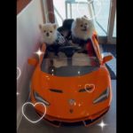 あの子に会いに！#ポメラニアン #ペットのいる暮らし #いぬのきもち #犬 #愛犬 #犬のいる生活 #犬好き #犬好きさんと繋がりたい #ペットのいる暮らし #ペット #犬とお出かけ #愛犬 #犬