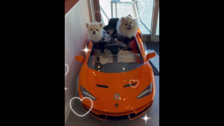 あの子に会いに！#ポメラニアン #ペットのいる暮らし #いぬのきもち #犬 #愛犬 #犬のいる生活 #犬好き #犬好きさんと繋がりたい #ペットのいる暮らし #ペット #犬とお出かけ #愛犬 #犬