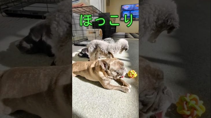 ほっこり　#大型犬　＃オフモード