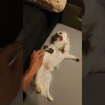 ペットパラダイスのコロコロマッサージで癒されるチワワ