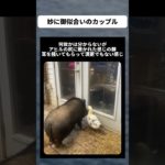 妙に御似合いのカップル　 #癒し #かわいい #面白い #ペット #豚 #アヒル