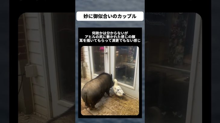 妙に御似合いのカップル　 #癒し #かわいい #面白い #ペット #豚 #アヒル