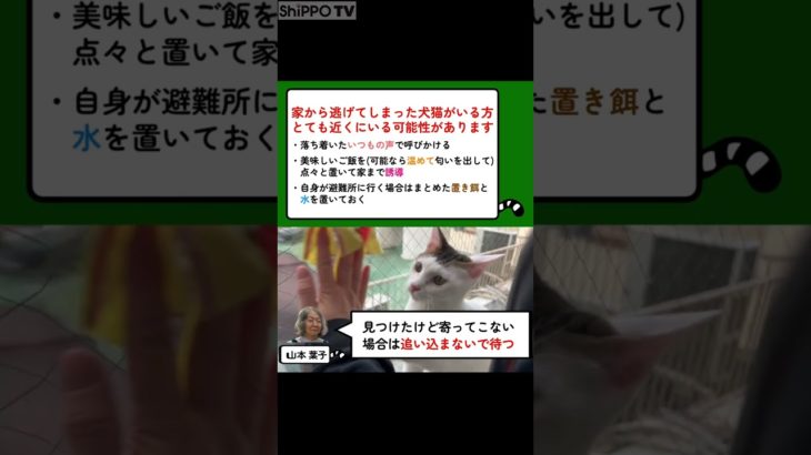 逃げてしまった猫はとても近くにいる可能性があります。 #猫 #青森県東方沖地震 #ペット