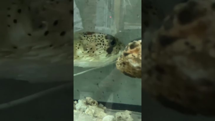 もぐもぐタイム！#かわいい #ペット #アクラス #水産大学校 #ハリセンボン #ウーパールーパー