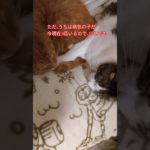 ペット保険に悩む人に⋯少しでも参考になればいいな🐈️🐈‍⬛#多頭飼い#保護猫#ベンガル#猫の病気#猫のいる生活