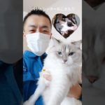 ペットシッターねこまもり斉藤です 新宿区 お得意様 ラグドールちゃんとフクロモモンガくん お世話レポート🐈 #ペットシッター