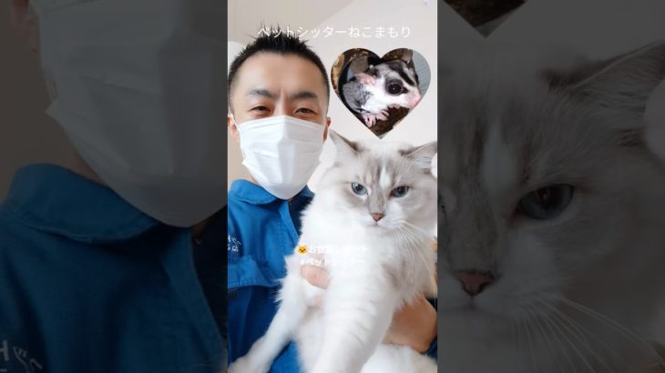 ペットシッターねこまもり斉藤です 新宿区 お得意様 ラグドールちゃんとフクロモモンガくん お世話レポート🐈 #ペットシッター
