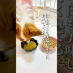 ペットフード…なんでもいいわけではないがたまにあげてるよ