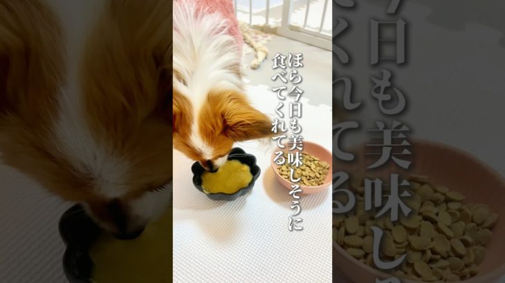 ペットフード…なんでもいいわけではないがたまにあげてるよ