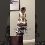 ペット可の会社だとこういうこともあるのかな笑#転職 #中途採用 #第二新卒 #事務職