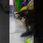 【ジャカルタの元野良猫】ペットショップの店員が路上から保護した可愛い猫です。