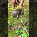 私の可愛いペットのカエル🐸😻