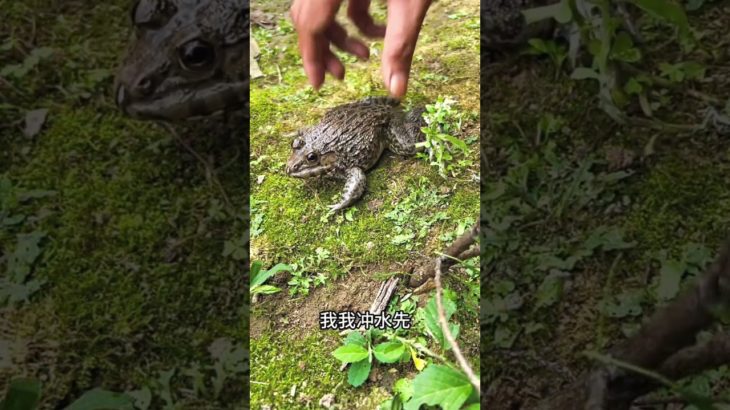 私の可愛いペットのカエル🐸😻