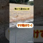 柴犬母の愛❤️ #柴犬 #柴犬親子#癒し #ペット#犬