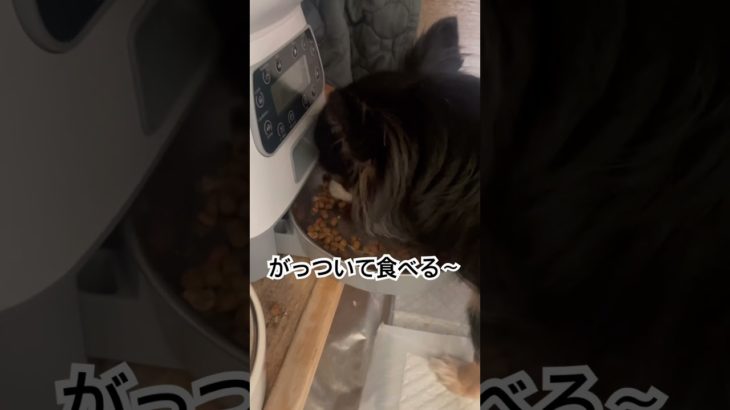 ブラックタンチワワの爆食