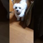 【甲賀犬法帖】