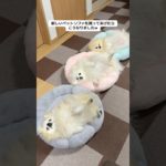 ペットソファを買ってあげると３匹のポメラニアン達はこうなります