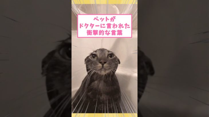 ペットがドクターに言われた衝撃的な言葉