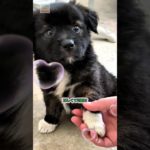 お行儀がよくて礼儀正しい犬