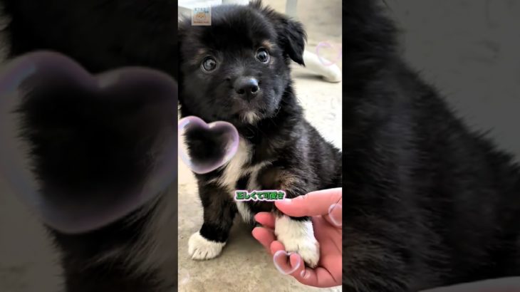 お行儀がよくて礼儀正しい犬