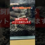 飼育している可愛いペットを紹介します