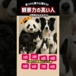 観察力の高い人の性格がわかるテスト🐶犬は何匹？
