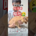 【動物整体】ペットの痛み痺れ、原因不明でお悩みの飼い主様はご相談下さい😊