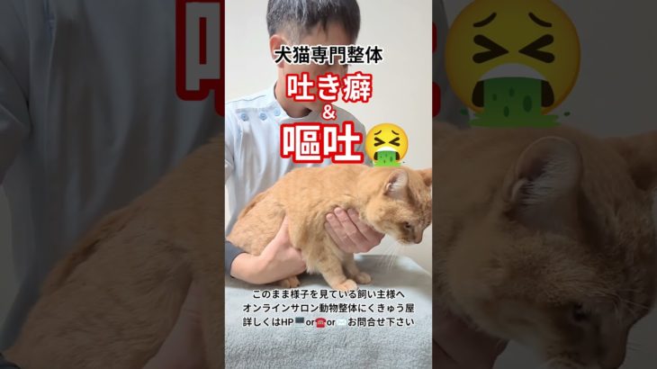 【動物整体】ペットの痛み痺れ、原因不明でお悩みの飼い主様はご相談下さい😊