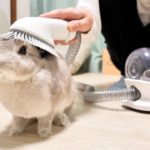 大量に抜け毛に困ってるうさぎさんに”ペット用吸引機”を使ってみたらすごいことになった