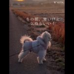 朝散歩🚶‍♂️ #ペットのいる暮らし #ポメラニアン #いぬのきもち #いぬのいる生活 #犬好き #いぬすたぐらむ #ペット #ペット動画 #犬#いぬ #愛犬