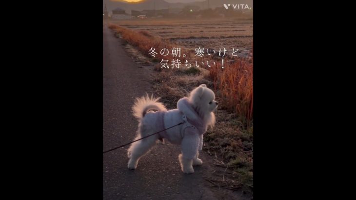 朝散歩🚶‍♂️ #ペットのいる暮らし #ポメラニアン #いぬのきもち #いぬのいる生活 #犬好き #いぬすたぐらむ #ペット #ペット動画 #犬#いぬ #愛犬