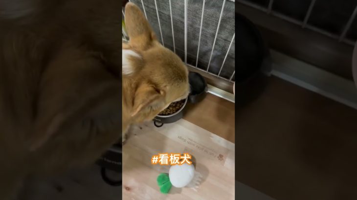 #ジャーキー#じゃなくてすみません#ペット#わんこ#食事中は邪魔しないでね♡#楽天#アマン#ペットグッズ#ランドセルリメイク#革小物