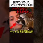 アライグマがペット化？！