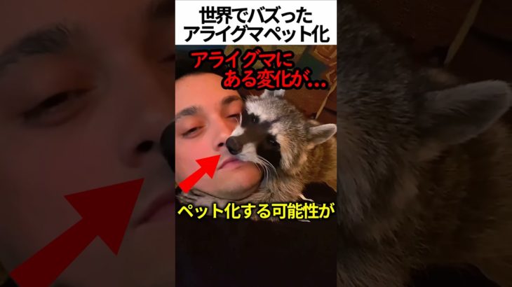アライグマがペット化？！