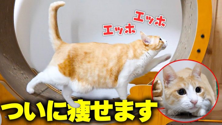 【決意】ロビンがついに自分から痩せようとダイエットを始めました…！！