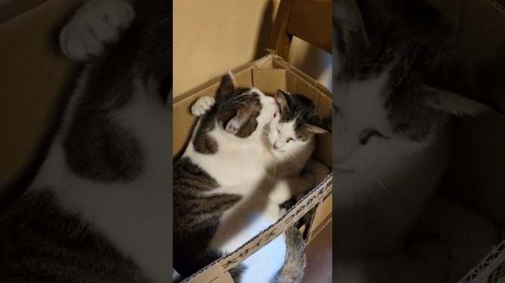 ペットベッドより段ボール箱がお好き #猫のいる暮らし #保護ネコ
