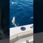 【釣りガール】ギャルフィッシャーズの海釣りの模様