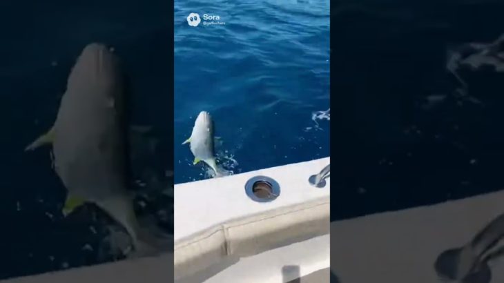 【釣りガール】ギャルフィッシャーズの海釣りの模様