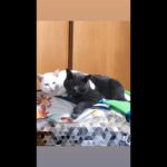 仲良し先輩後輩の愛猫とクリスマス