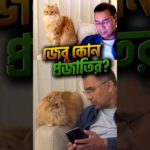তারেক রহমানের সঙ্গে দেশে ফিরল ভাইরাল পোষা বিড়াল ‘জেবু’
